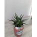 Beer Can Planter