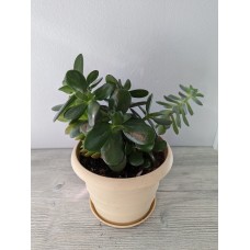 Jade with Ghost plant arrangement
