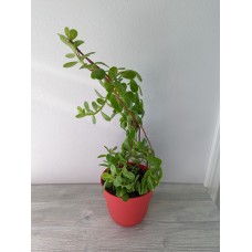 Jade Plant (2)  (Crassula Ovata) 