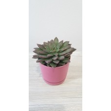 Black Prince Hen and Chick Succulent