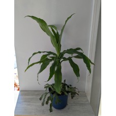 Corn Plant Featured Plant Arrangement